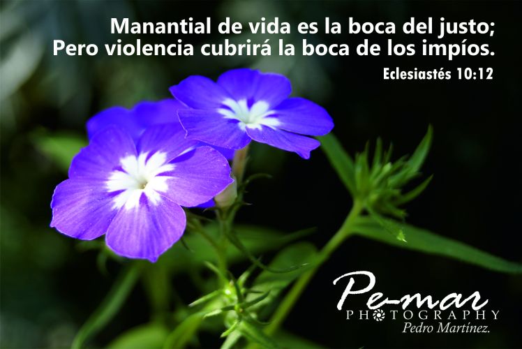 2-afiches-pe-mar
